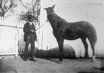 Black man showing horse, 1880'